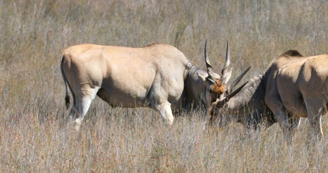 Two Antelopes Battling in High Grassland - Free Images, Stock Photos and Pictures on Pikwizard.com