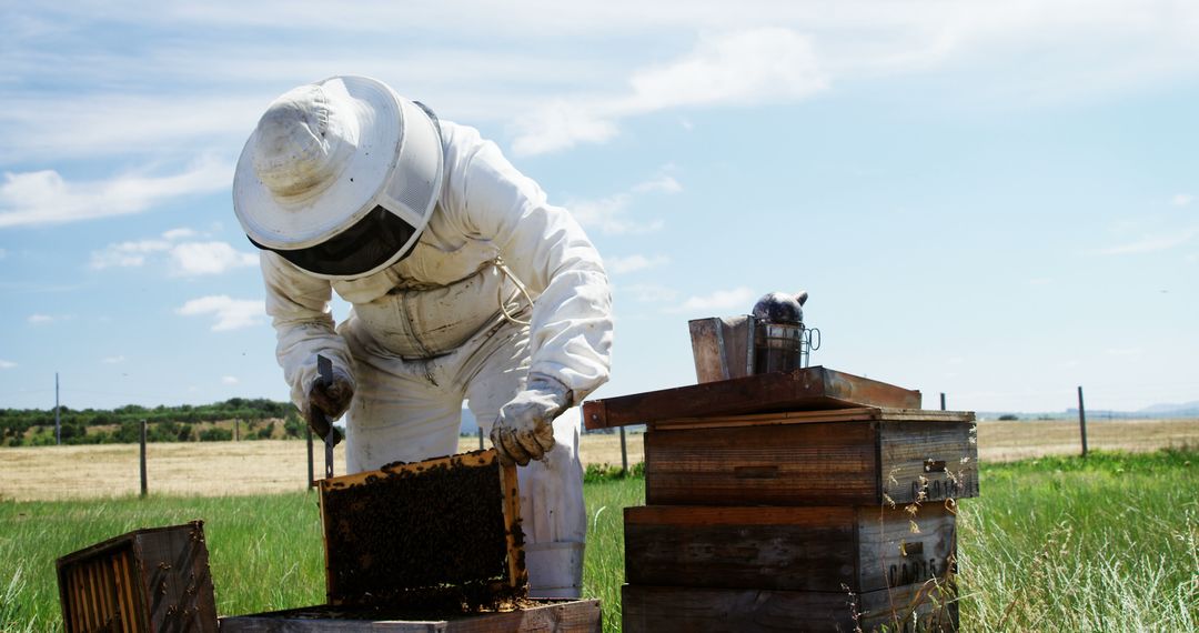 Beekeeper Tending Honeycombs in Beautiful Rural Setting - Free Images, Stock Photos and Pictures on Pikwizard.com