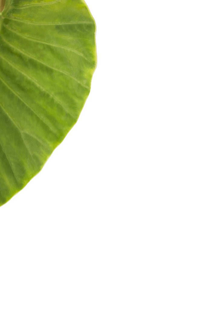 Transparent Background Leaf Illustration for Nature Designs