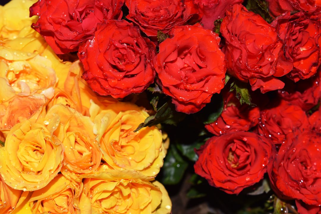 Vibrant Red and Yellow Roses with Dew Drops