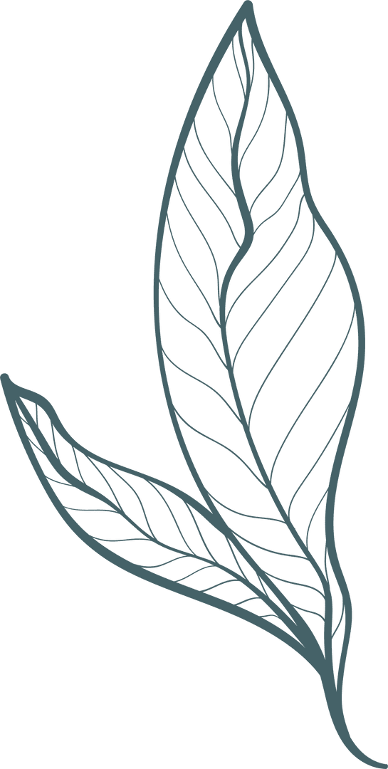 Minimalistic Botanical Transparent Sketch Illustration of Leaves