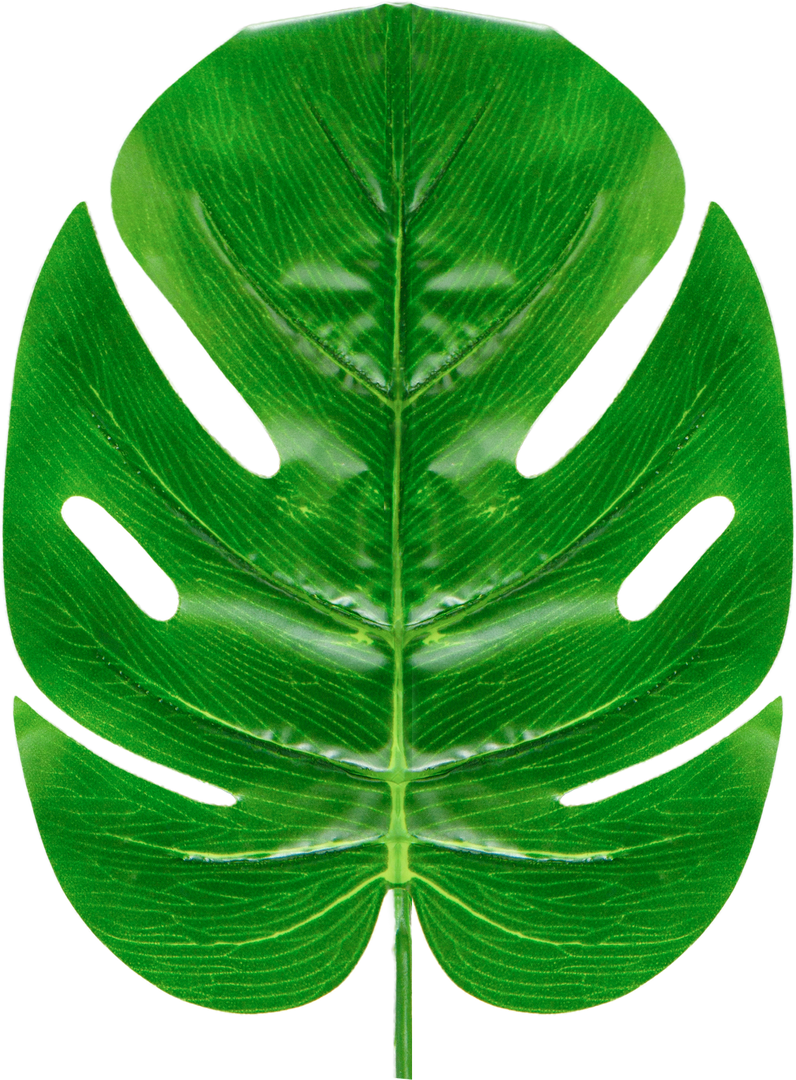 Tropical Green Monstera Leaf on Transparent Background with Visible Veins Detail - Download Free Stock Images Pikwizard.com