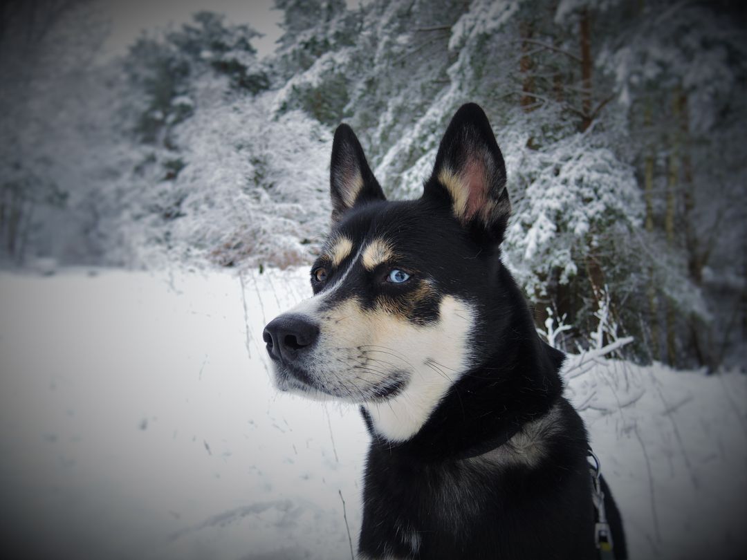 Alert Husky Dog in Snowy Forest - Free Images, Stock Photos and Pictures on Pikwizard.com