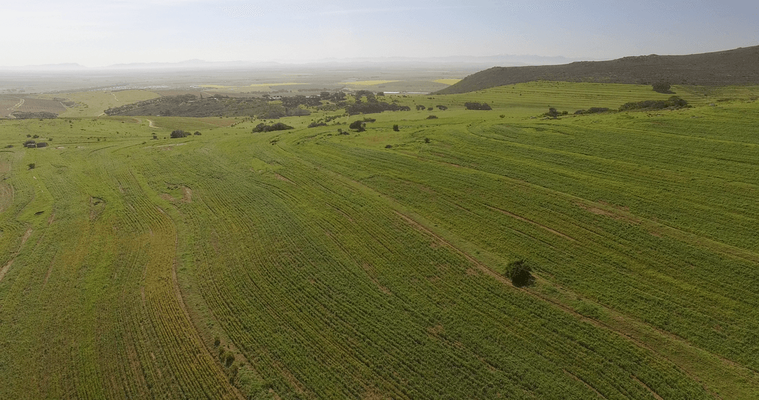 Idyllic Transparent Green Landscape of Lush Fields