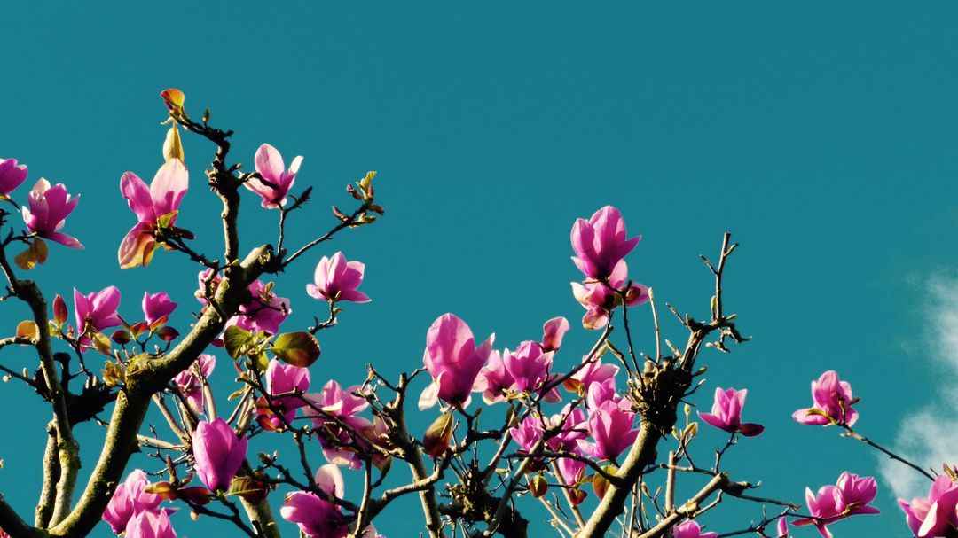 Beautiful Blooming Magnolia Tree Branches Against Clear Blue Sky - Free Images, Stock Photos and Pictures on Pikwizard.com