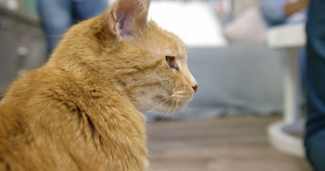 Adorable Ginger Cat Sitting Indoors Close-up Portrait - Free Images, Stock Photos and Pictures on Pikwizard.com