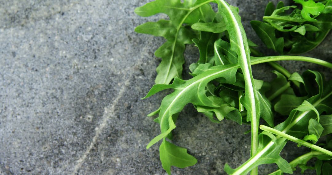 Close-up of Fresh Arugula on Stone Surface - Free Images, Stock Photos and Pictures on Pikwizard.com