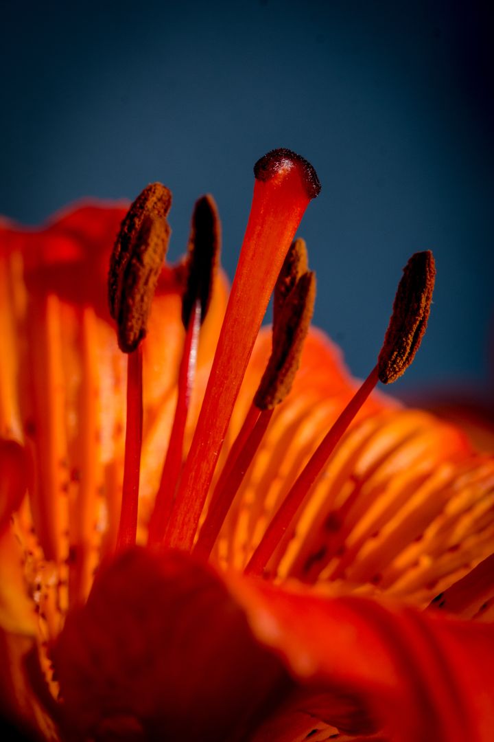Close-up of Vibrant Orange Lily Stamen against Blue Background - Free Images, Stock Photos and Pictures on Pikwizard.com