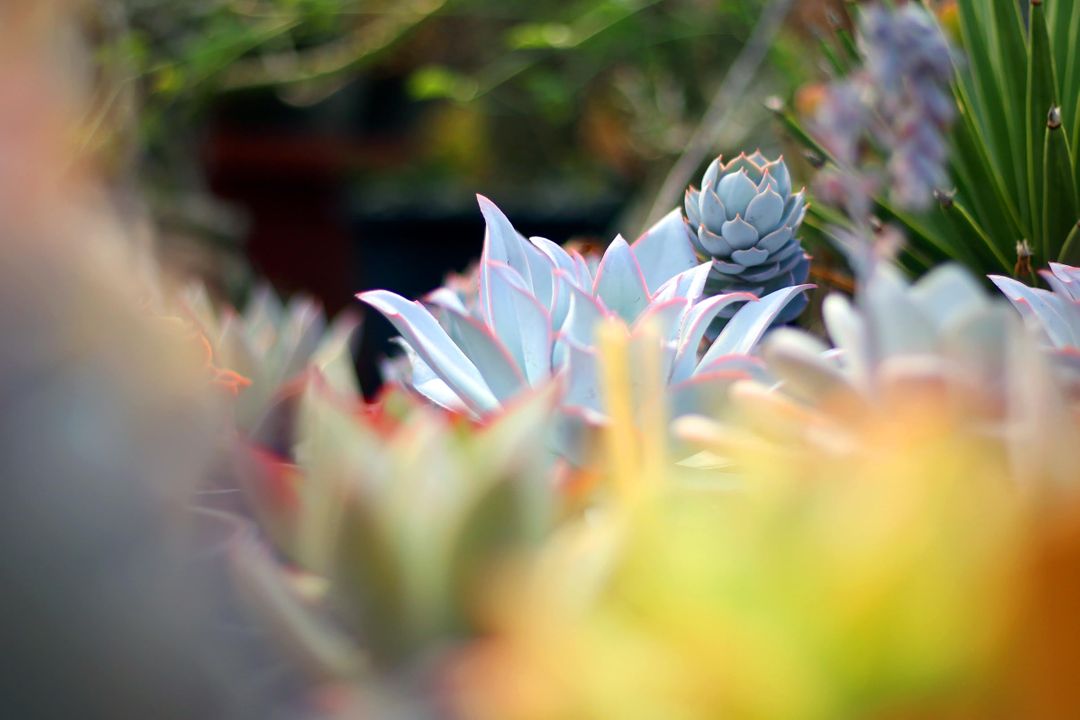 Close-up of Succulent Plants with Soft Focus Background - Free Images, Stock Photos and Pictures on Pikwizard.com