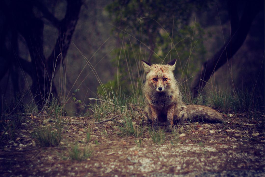 Solitary Fox Sitting in the Wilderness at Dusk - Free Images, Stock Photos and Pictures on Pikwizard.com