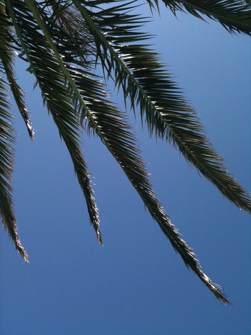 Palm Tree Branches against Clear Blue Sky - Free Images, Stock Photos and Pictures on Pikwizard.com