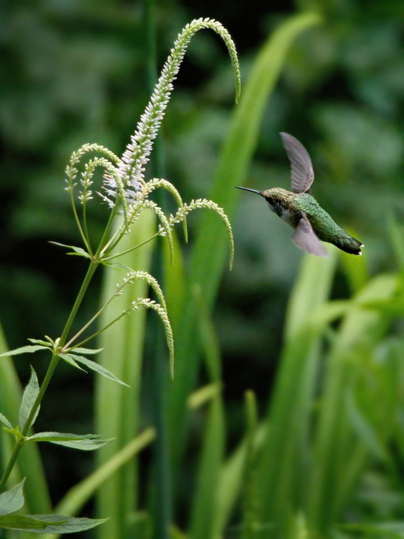 Hummingbird Hovering Near Delicate White Flowers