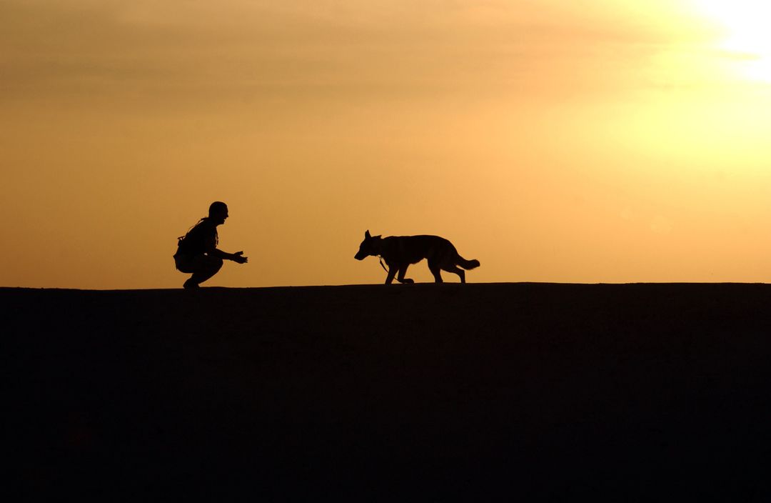 Silhouette Photo of Man an Dog During Sunset - Free Images, Stock Photos and Pictures on Pikwizard.com