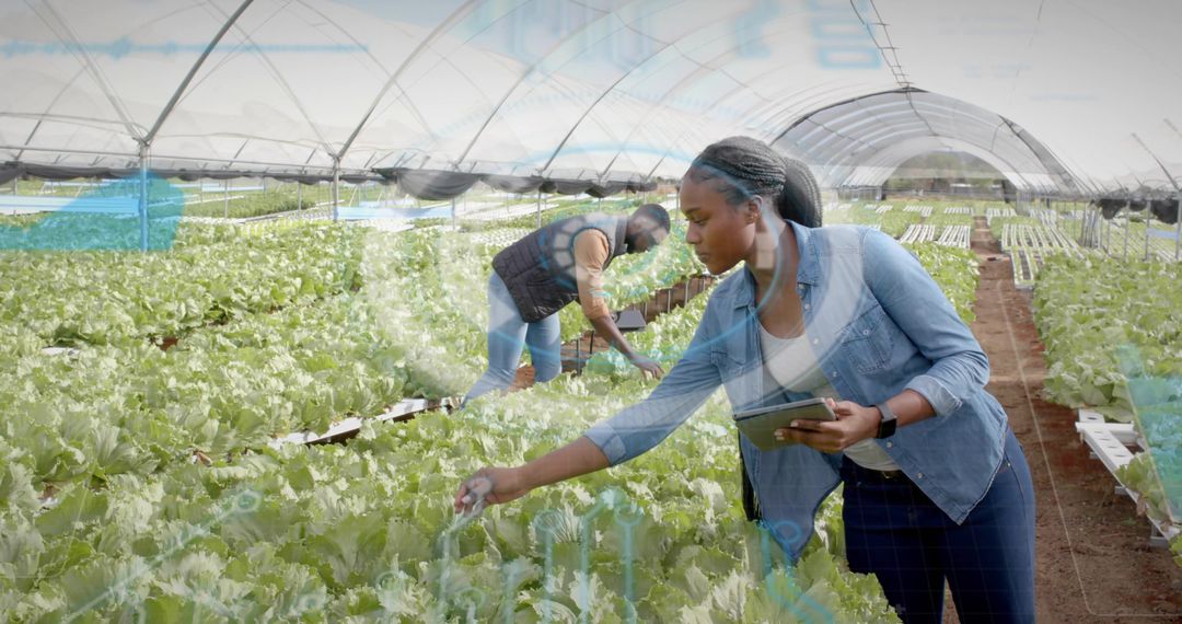 Technicians Examining Hydroponic Crops with Data Overlay in Greenhouse