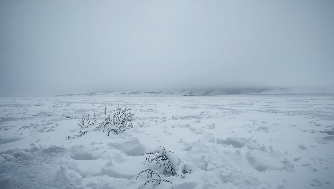 Windswept Arctic Tundra with Snowdrifts and Low Branches Emerging from Frozen Plain