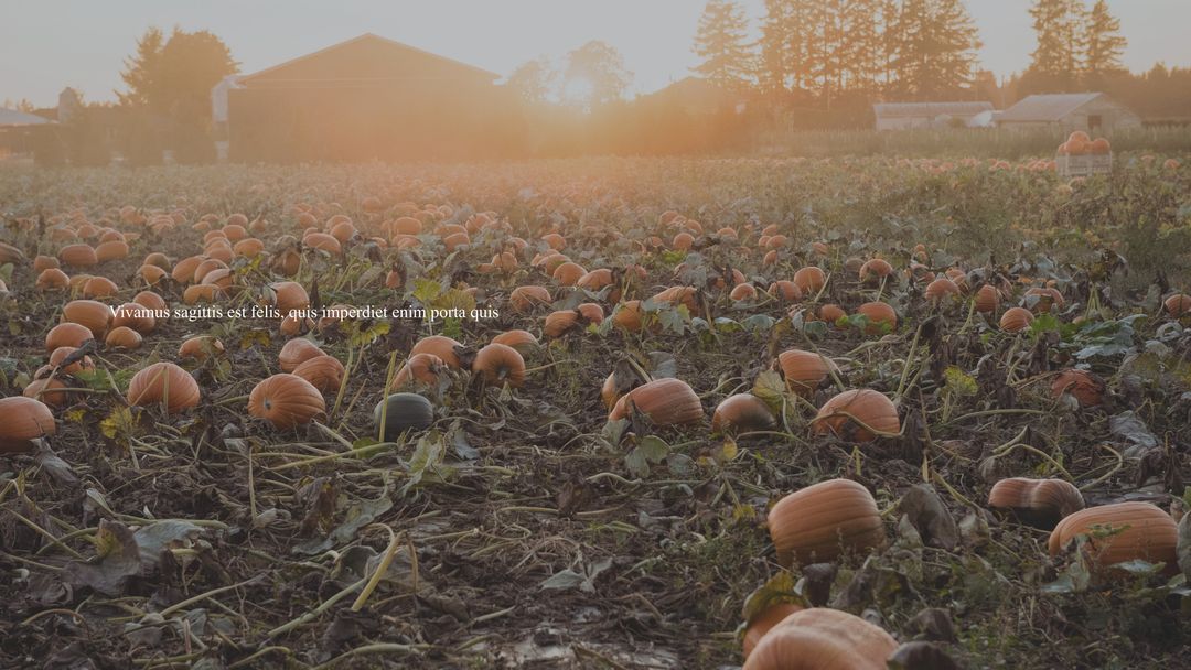 Orange Pumpkins in Rural Farm Field at Sunset during Harvest Season - Download Free Stock Templates Pikwizard.com