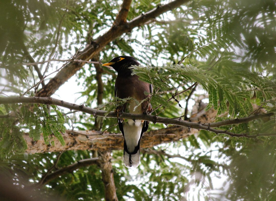 Common Myna Perched on Tree Branch - Free Images, Stock Photos and Pictures on Pikwizard.com