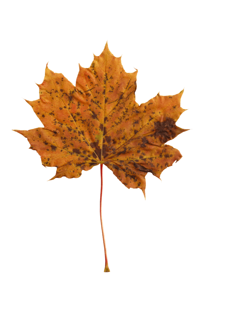 Transparent Autumn Maple Leaf Illustration on White Background