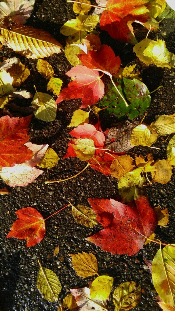 Colorful Autumn Leaves on Wet Ground - Free Images, Stock Photos and Pictures on Pikwizard.com