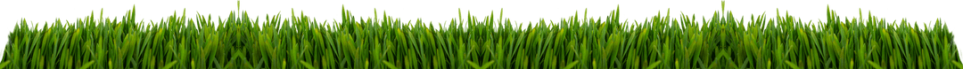 Transparent Green Grass Border Backgrounds and Nature Concept