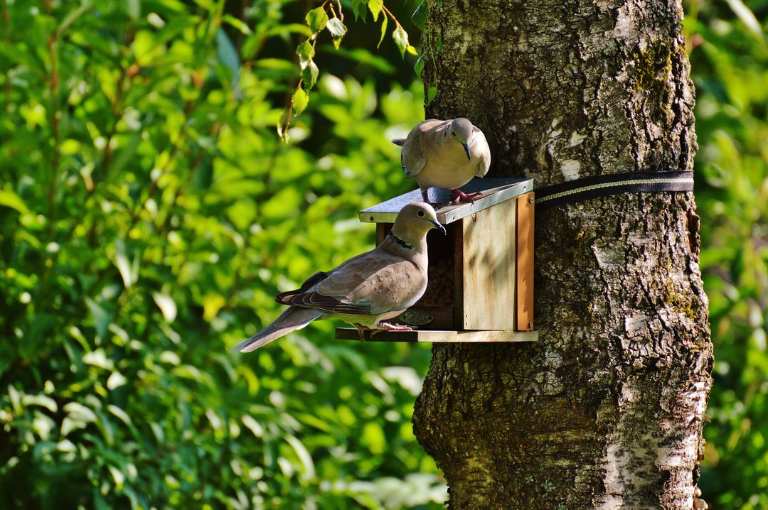 Doves Feeding on Birdhouse in Leafy Garden - Free Images, Stock Photos and Pictures on Pikwizard.com