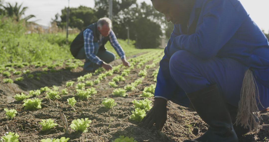 Farmers Harvesting Lettuce on Sunny Day in Vegetable Field - Free Images, Stock Photos and Pictures on Pikwizard.com