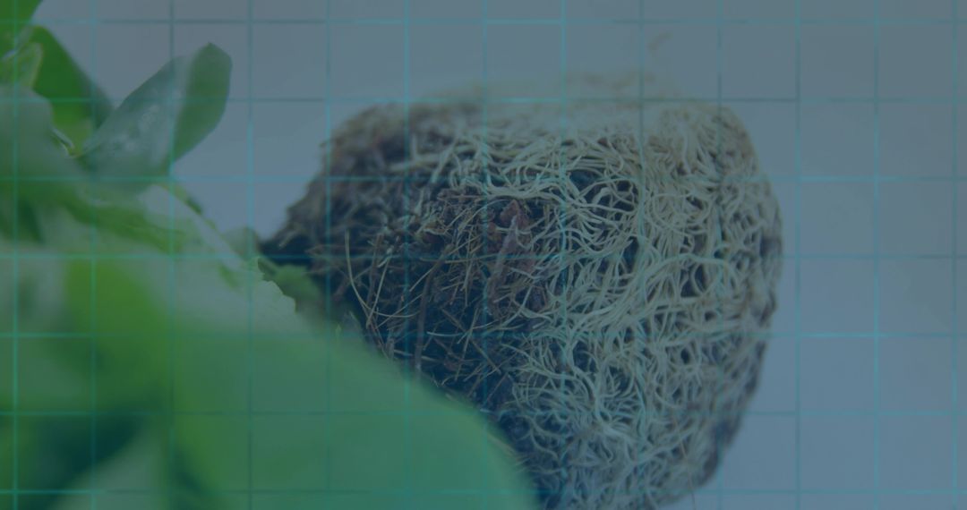 Plant Root Ball Revealing Dense Fibrous Network on Gridded Bench