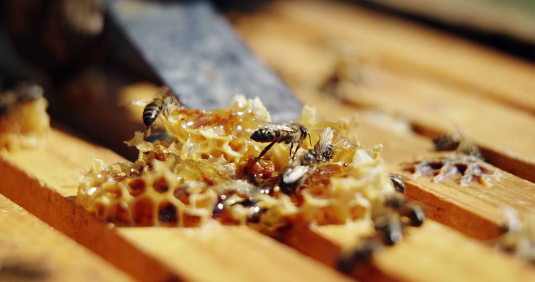 Beekeeper Handling Honeycomb in Lively Apiary Scene