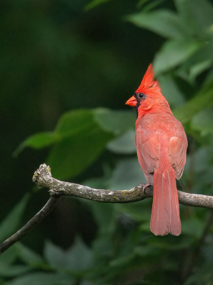 Vibrant red bird cardinal perched on a tree branch