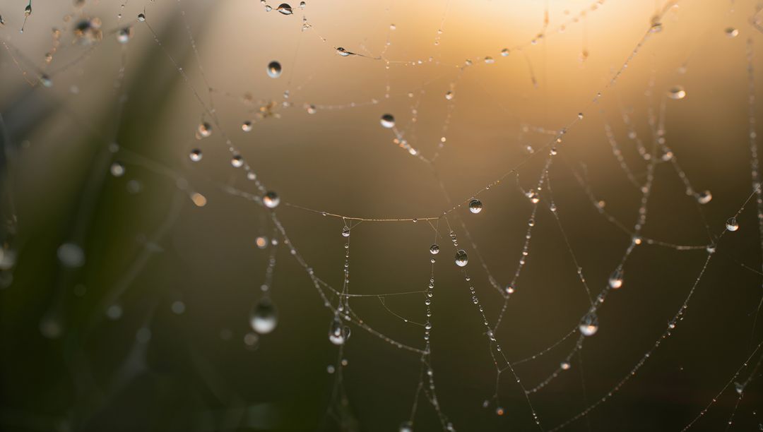 Dew-covered spider web at sunrise with backlit water droplets and soft golden bokeh