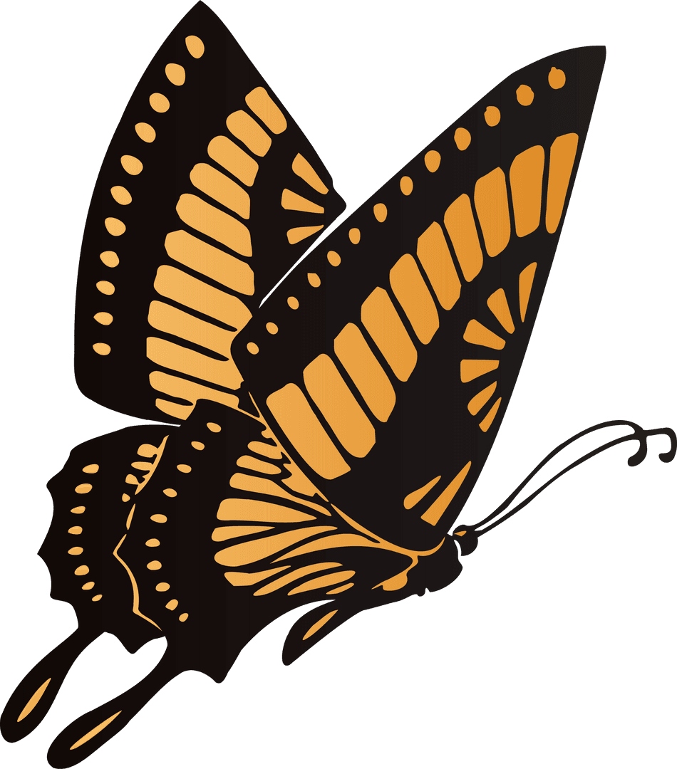 Decorative Stylized Butterfly on Transparent Background