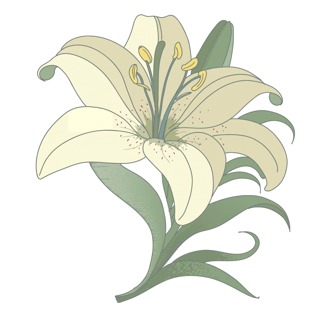 Red-Speckled Cream Lily with Yellow Stamens on Transparent Background