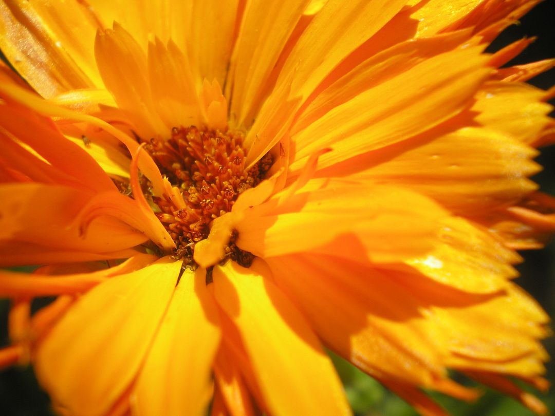 Close-Up of Vibrant Orange Marigold Flower in Bloom - Free Images, Stock Photos and Pictures on Pikwizard.com