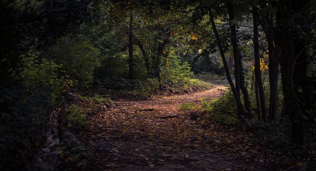 Serene Forest Pathway in Autumn with Fading Light