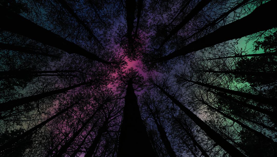 Silhouetted Pine Trunks Reaching Upward Toward Vibrant Aurora Gradient Sky, Night Forest Canopy