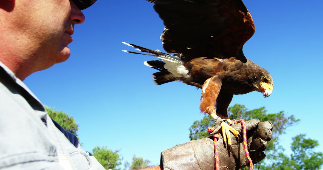 Falconer Training Hawk with Glove Perch Outdoors - Free Images, Stock Photos and Pictures on Pikwizard.com