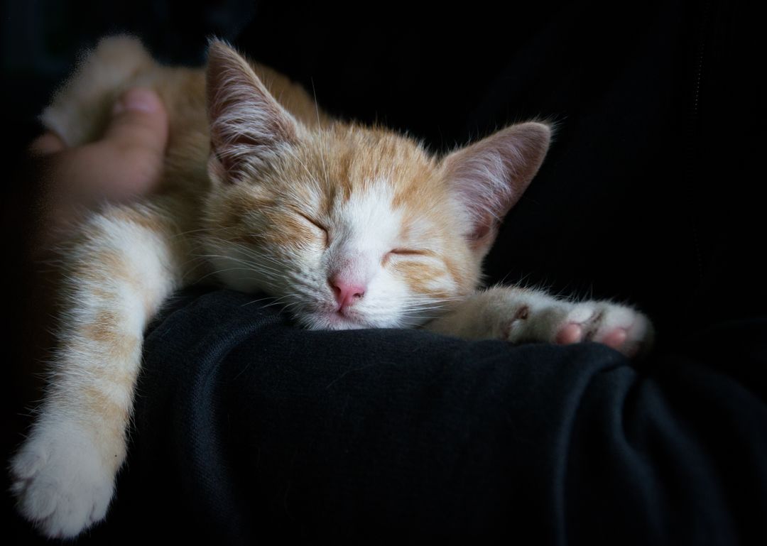 Adorable Orange Kitten Sleeping Peacefully in Cozy Arm - Free Images, Stock Photos and Pictures on Pikwizard.com