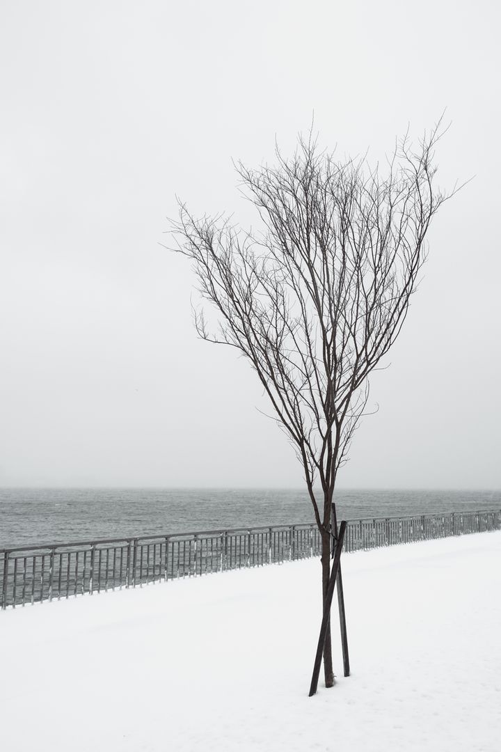 Bare Tree in Winter by Icy Waterfront - Free Images, Stock Photos and Pictures on Pikwizard.com