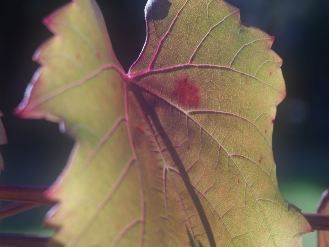 Close-Up of Sunlit Grape Leaf Highlighting Vein Patterns - Free Images, Stock Photos and Pictures on Pikwizard.com