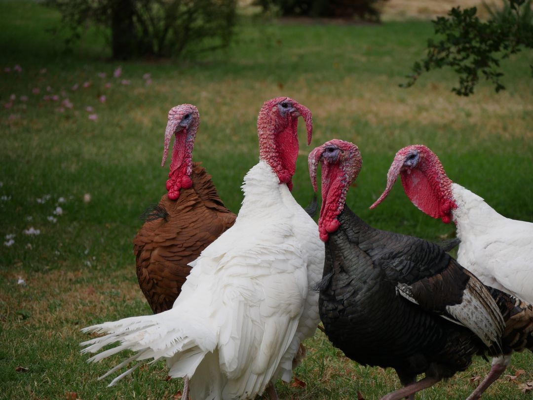Group of Turkeys Foraging in Green Grassy Meadow - Free Images, Stock Photos and Pictures on Pikwizard.com