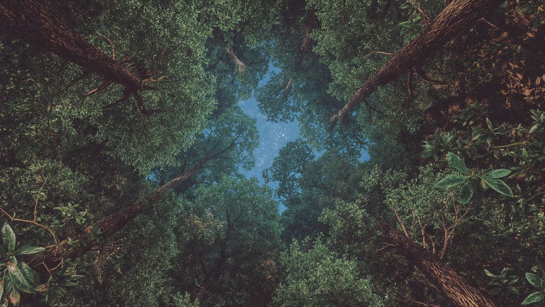 Starry Night Sky View Through Forest Canopy