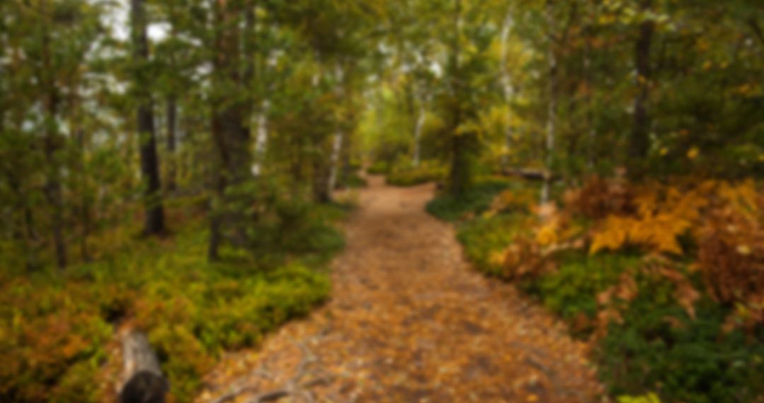 Blurred Forest Trail with Lush Foliage in Autumn