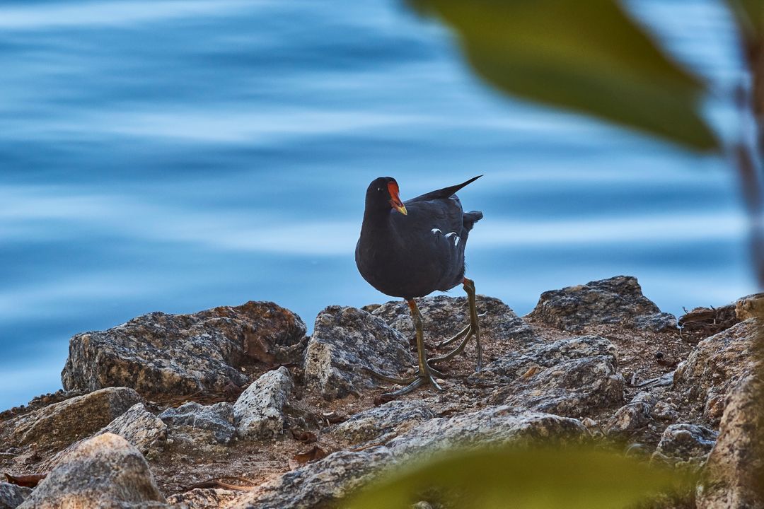 Common Moorhen Perching on Rocky Shoreline by Tranquil Water - Free Images, Stock Photos and Pictures on Pikwizard.com
