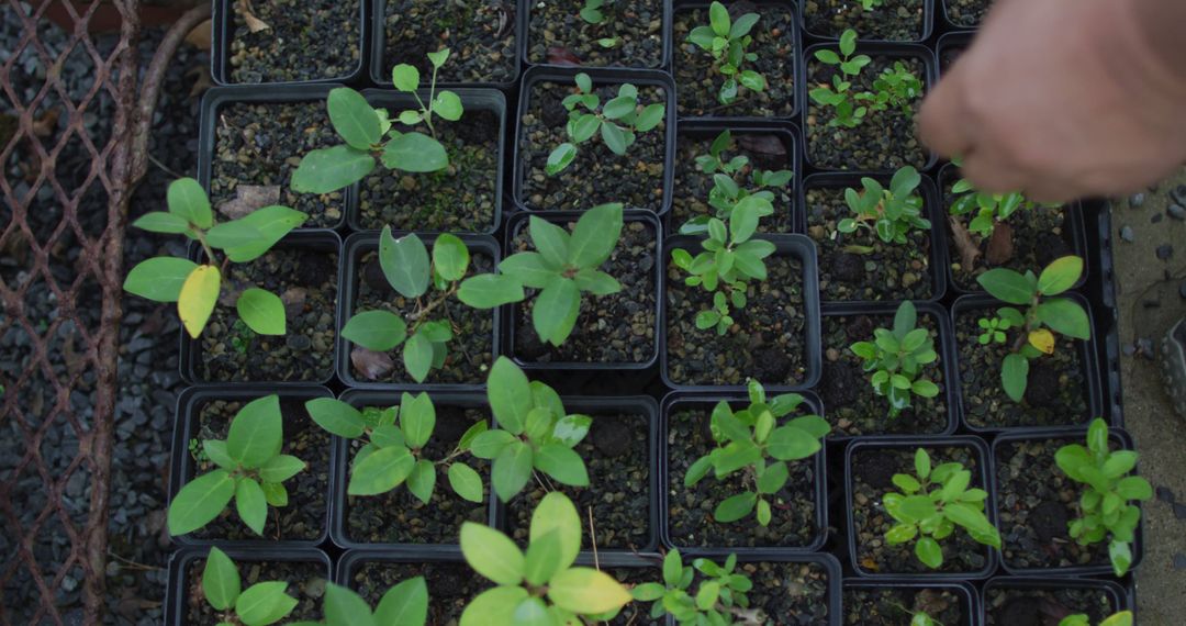 Close-Up of Seedlings in Pots in Greenhouse - Free Images, Stock Photos and Pictures on Pikwizard.com