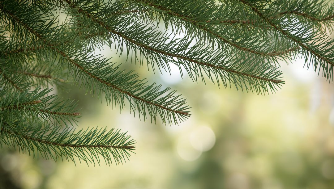 Sunlit Conifer Branch Closeup with Soft Bokeh Background and Evergreen Needle Detail