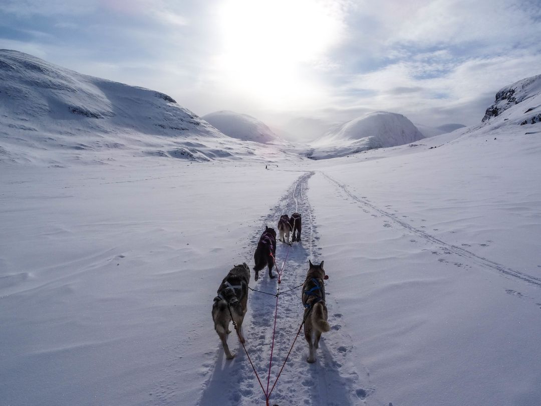 Husky Sledding Adventure through Winter Landscape