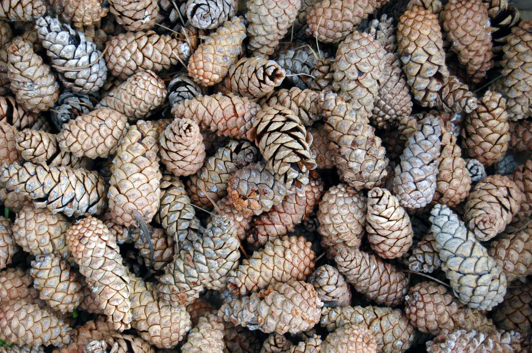 Close-up of Pine Cones Piled Together - Free Images, Stock Photos and Pictures on Pikwizard.com