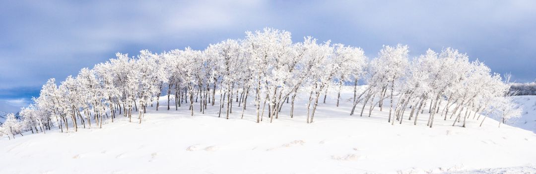 Serene Winter Landscape with Snow-Covered Trees on Hill - Free Images, Stock Photos and Pictures on Pikwizard.com
