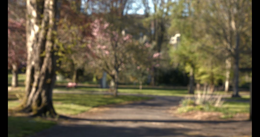 Mystical Blurred Park Pathway in Spring Light