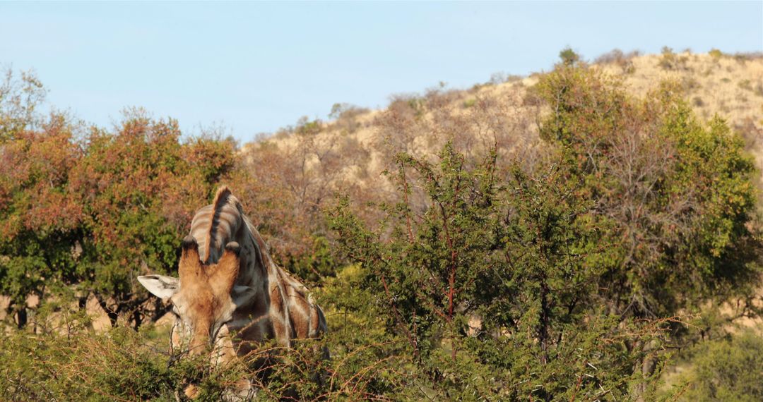 Giraffe Grazing Among Trees in African Savanna - Free Images, Stock Photos and Pictures on Pikwizard.com